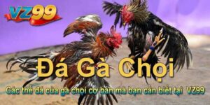 Các thế đá của gà chọi cơ bản mà bạn cần biết tại VZ99