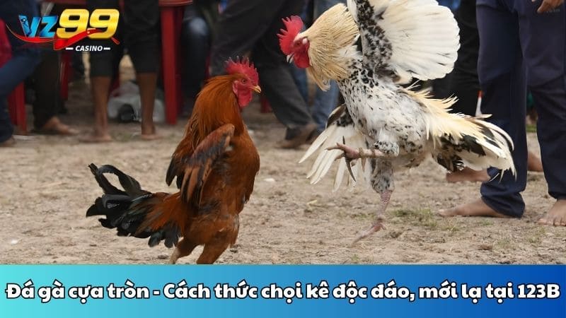 Đá gà cựa tròn - Cách thức chọi kê độc đáo, mới lạ tại 123B