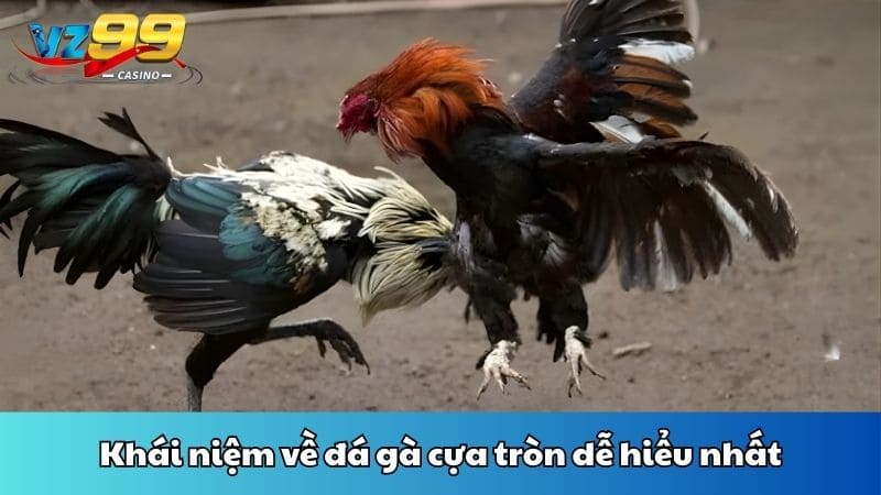 Khái niệm về đá gà cựa tròn dễ hiểu nhất