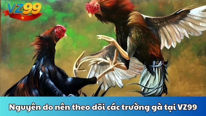 Nguyên do nên theo dõi các trường gà tại VZ99