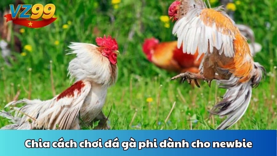 Chia cách chơi đá gà phi dành cho newbie